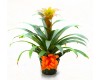 Bromeliad Plant